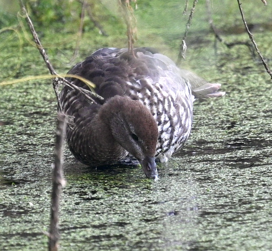 Canard à crinière - ML415320861