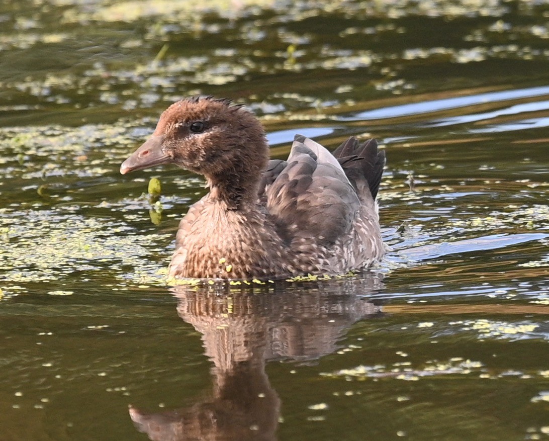 Maned Duck - ML415320941