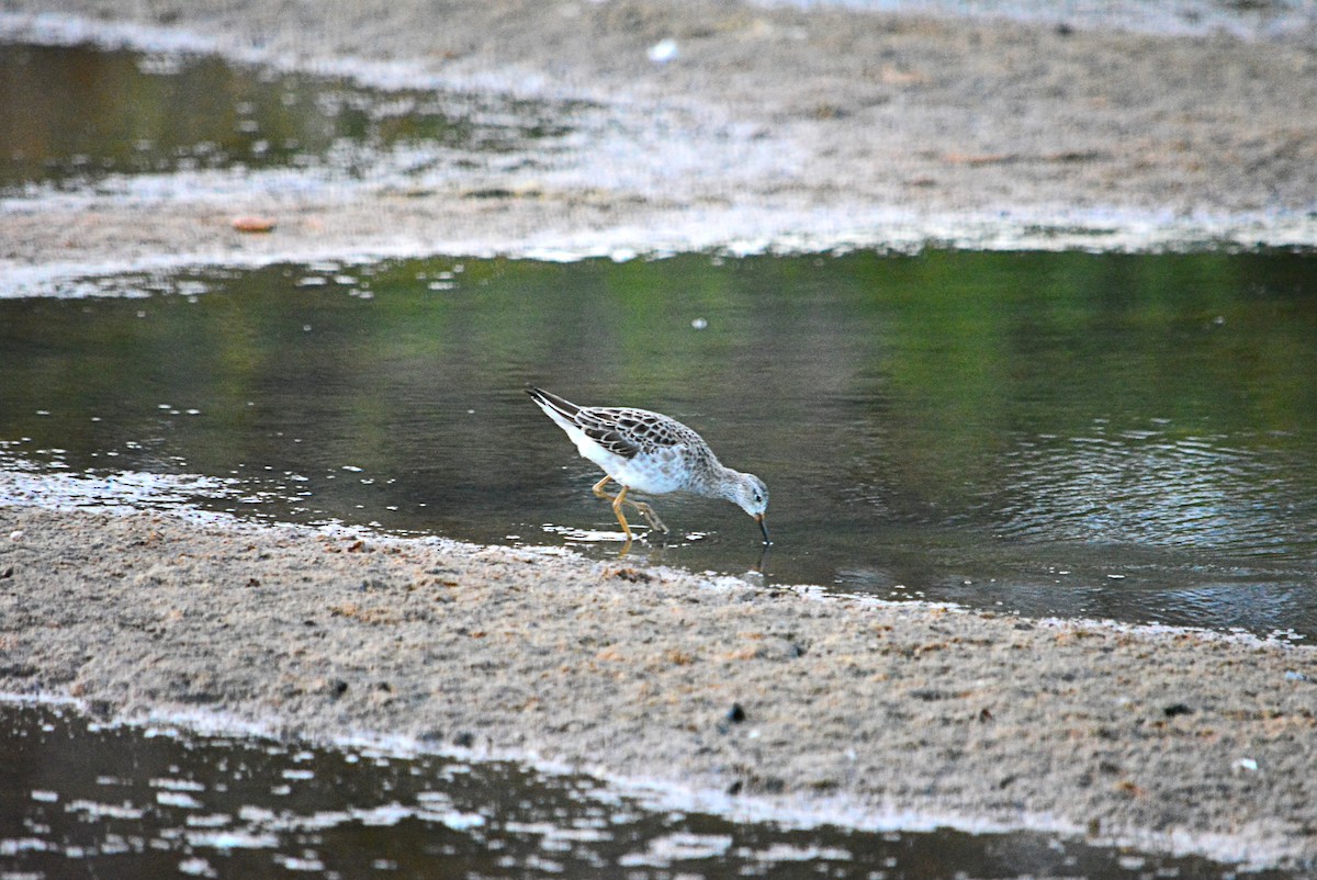 Kampfläufer - ML415320971