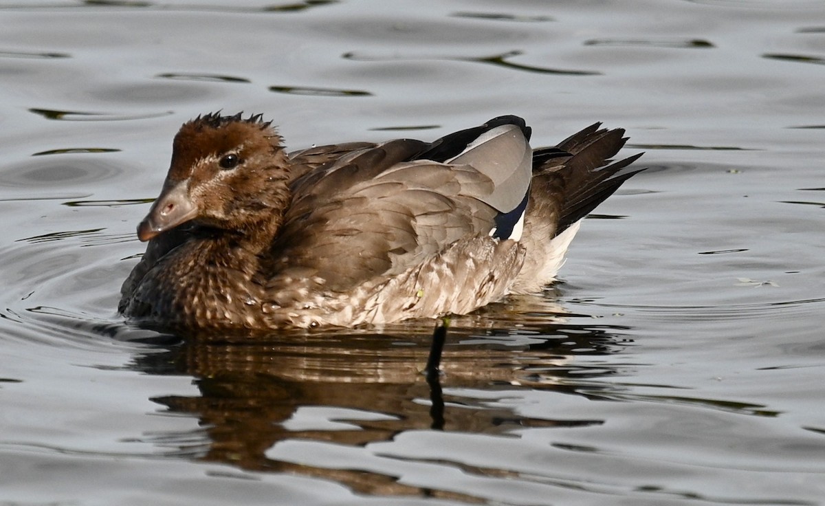 Maned Duck - ML415321021