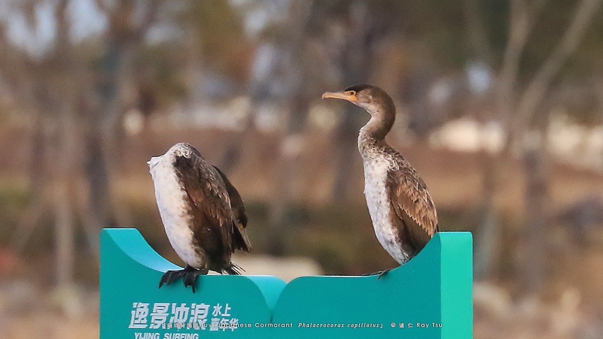 Japanese Cormorant - Ray Tsu 诸 仁