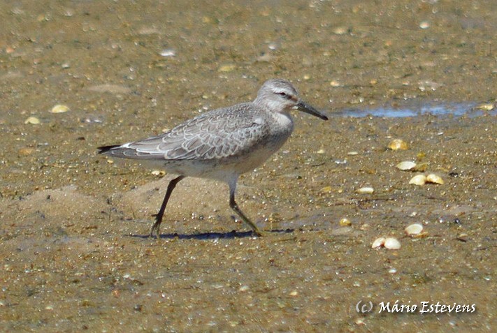 Red Knot - Mário Estevens