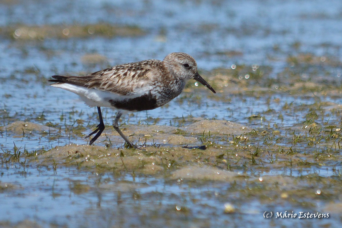 Dunlin - ML41532251