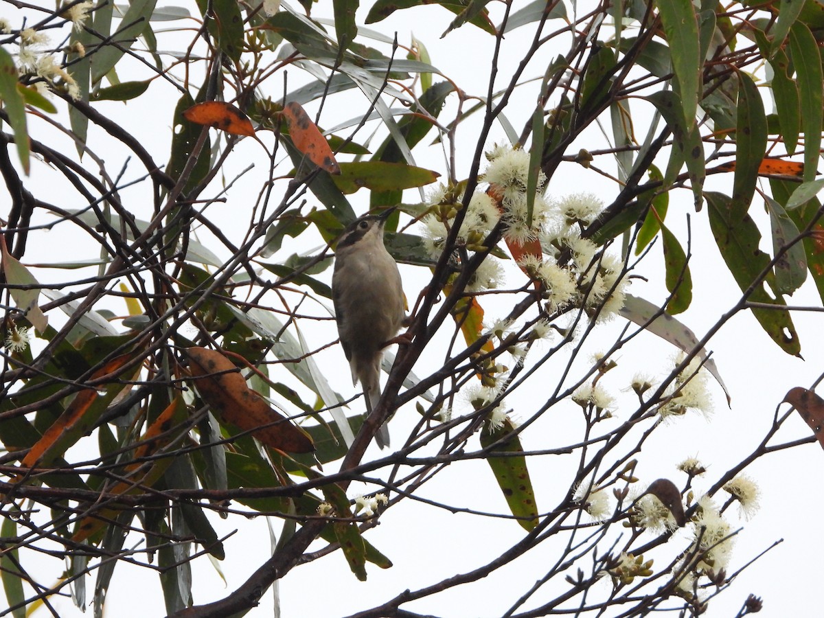 Brown-headed Honeyeater - ML415322661