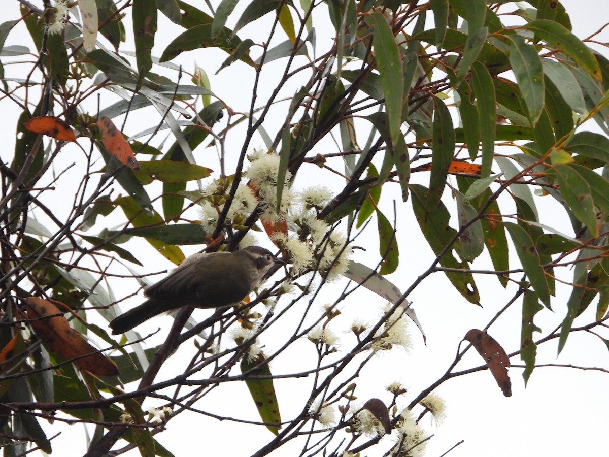 Brown-headed Honeyeater - ML415322671