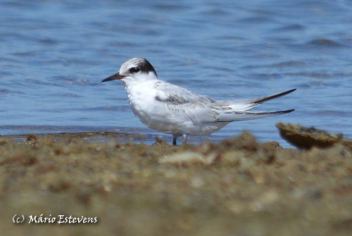 Little Tern - Mário Estevens