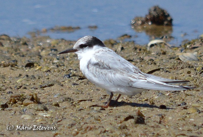 Little Tern - ML41532281