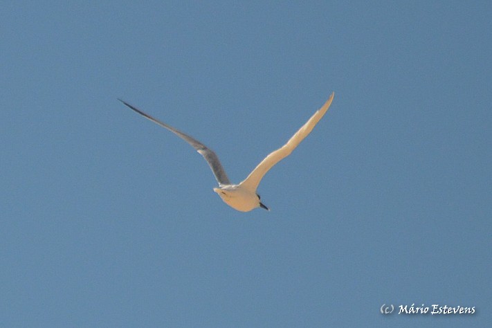 Sandwich Tern - ML41532291