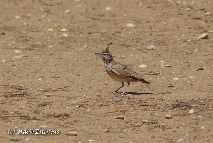 Crested Lark - ML41532301