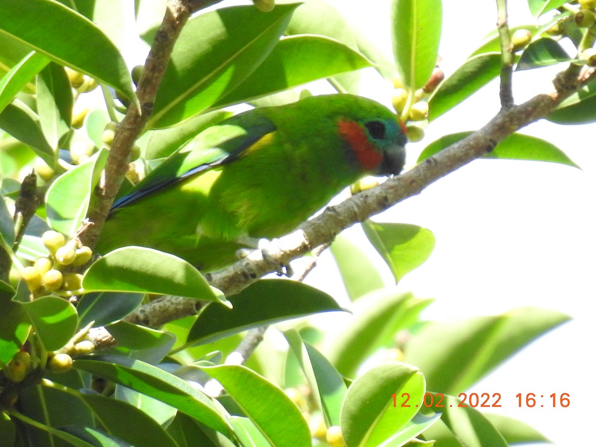 Double-eyed Fig-Parrot - ML415323081