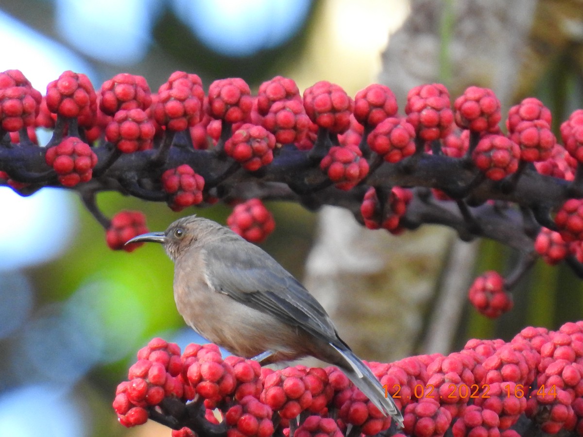 Eastern Spinebill - ML415323181