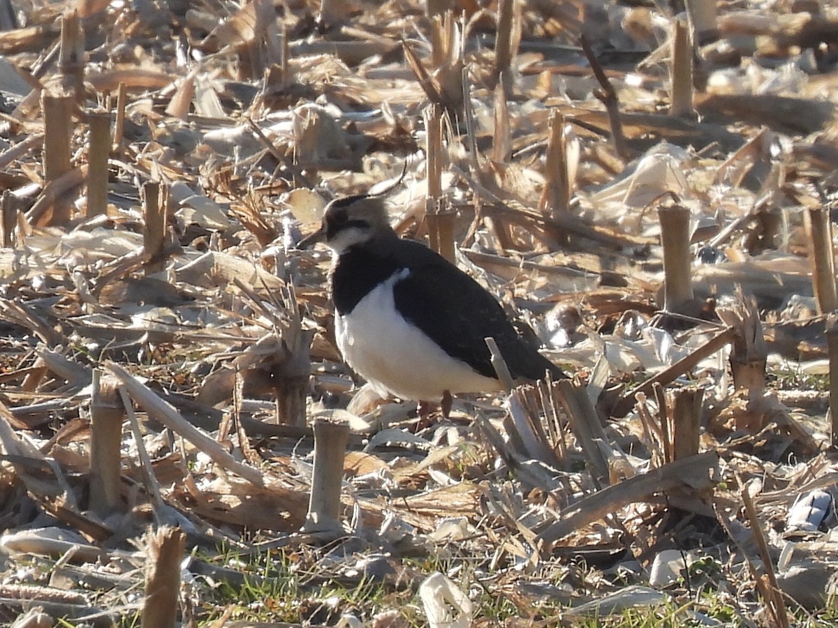 Northern Lapwing - ML415324611