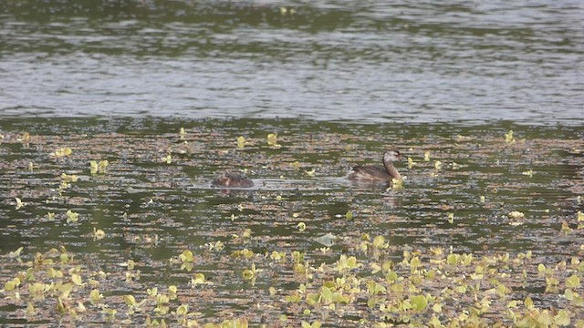 White-tufted Grebe - ML415325281