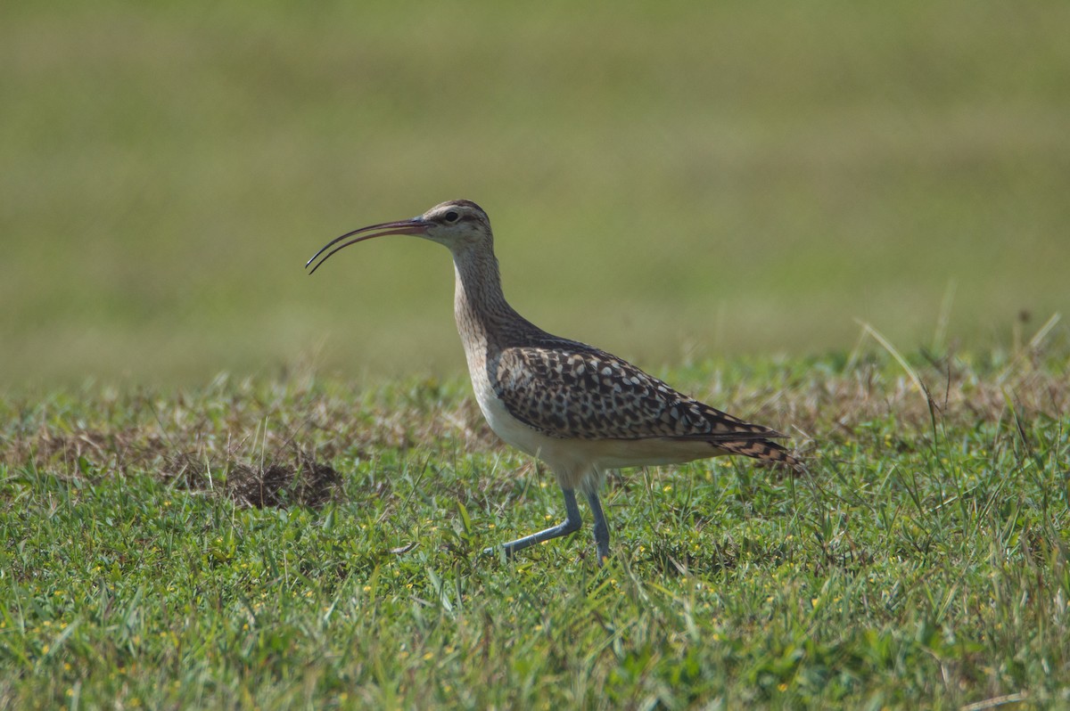 Bristle-thighed Curlew - ML415326201