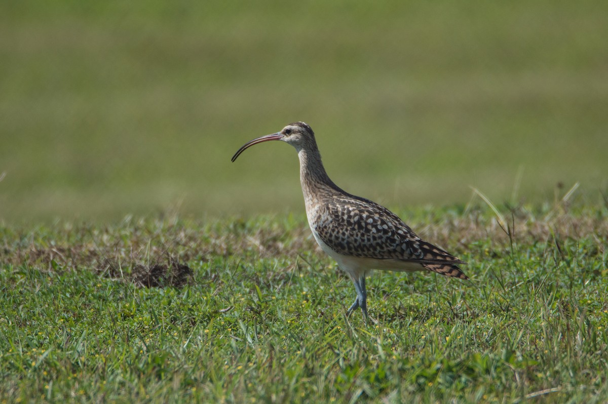 Bristle-thighed Curlew - ML415326211