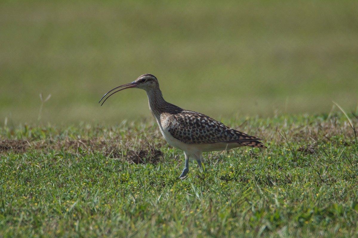 Bristle-thighed Curlew - ML415326331