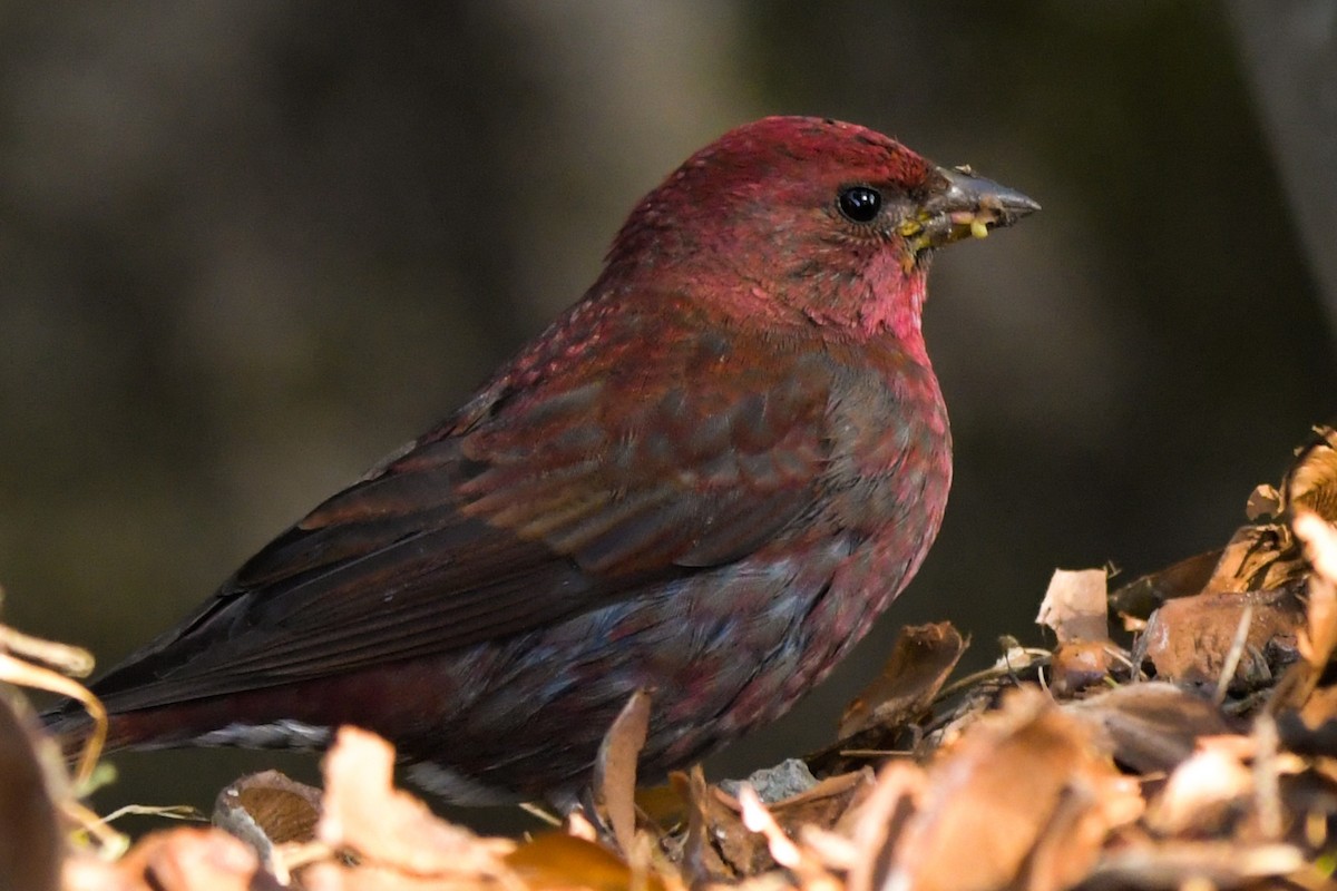 Blanford's Rosefinch - Prasanna Venkatesh