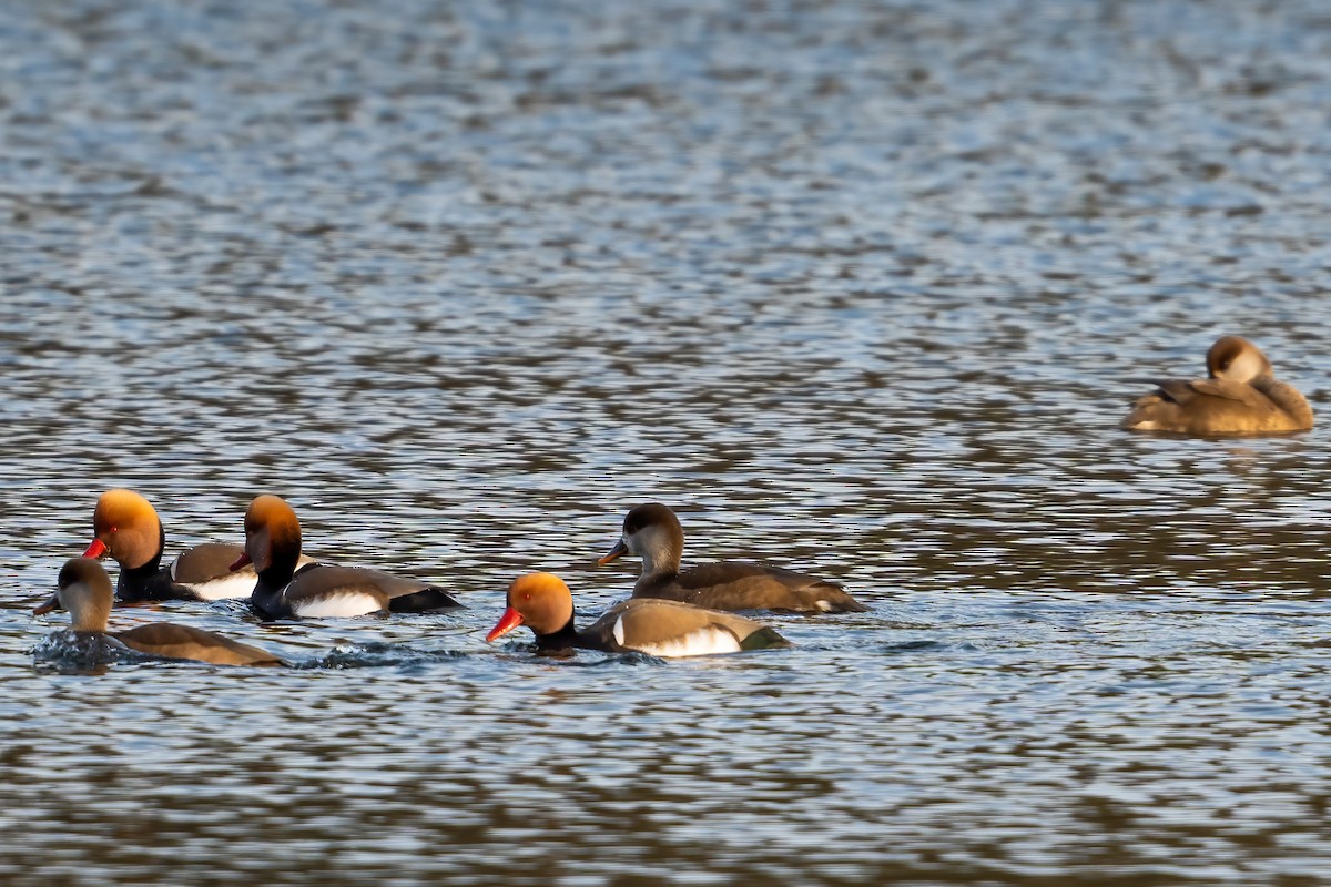 Red-crested Pochard - ML415327731