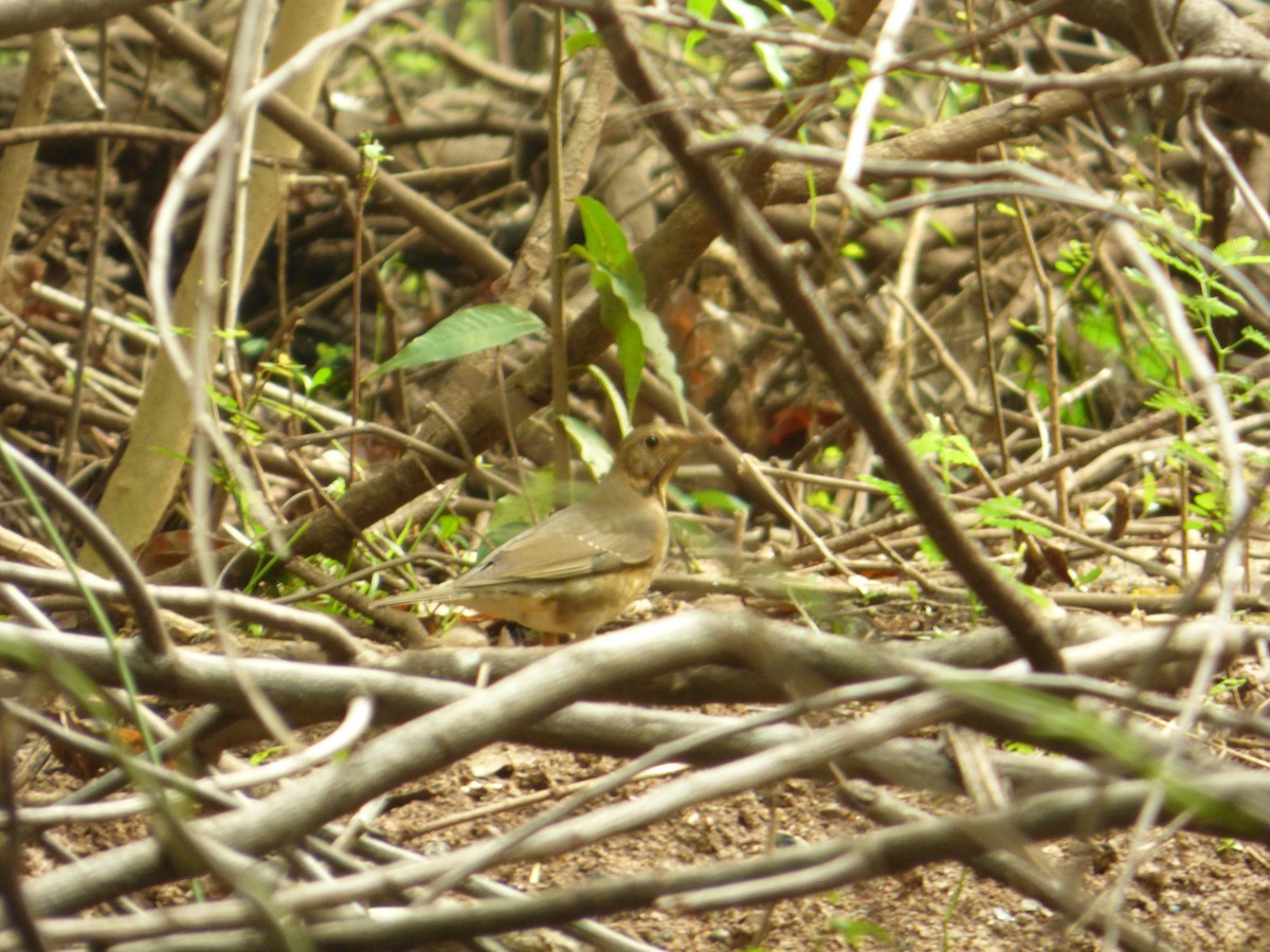 Tickell's Thrush - ML41532811