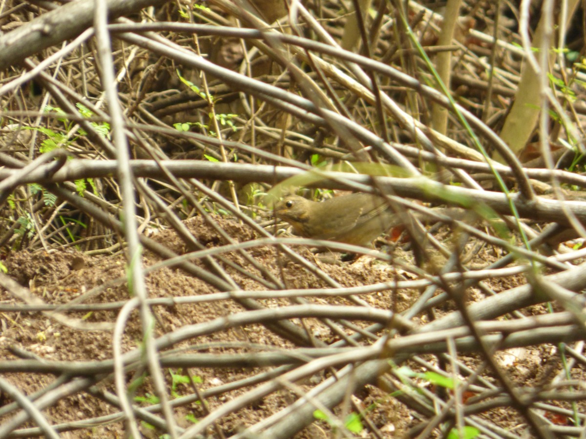 Tickell's Thrush - ML41532821