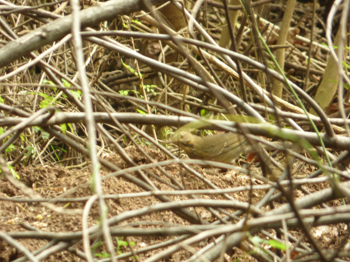 Tickell's Thrush - ML41532831