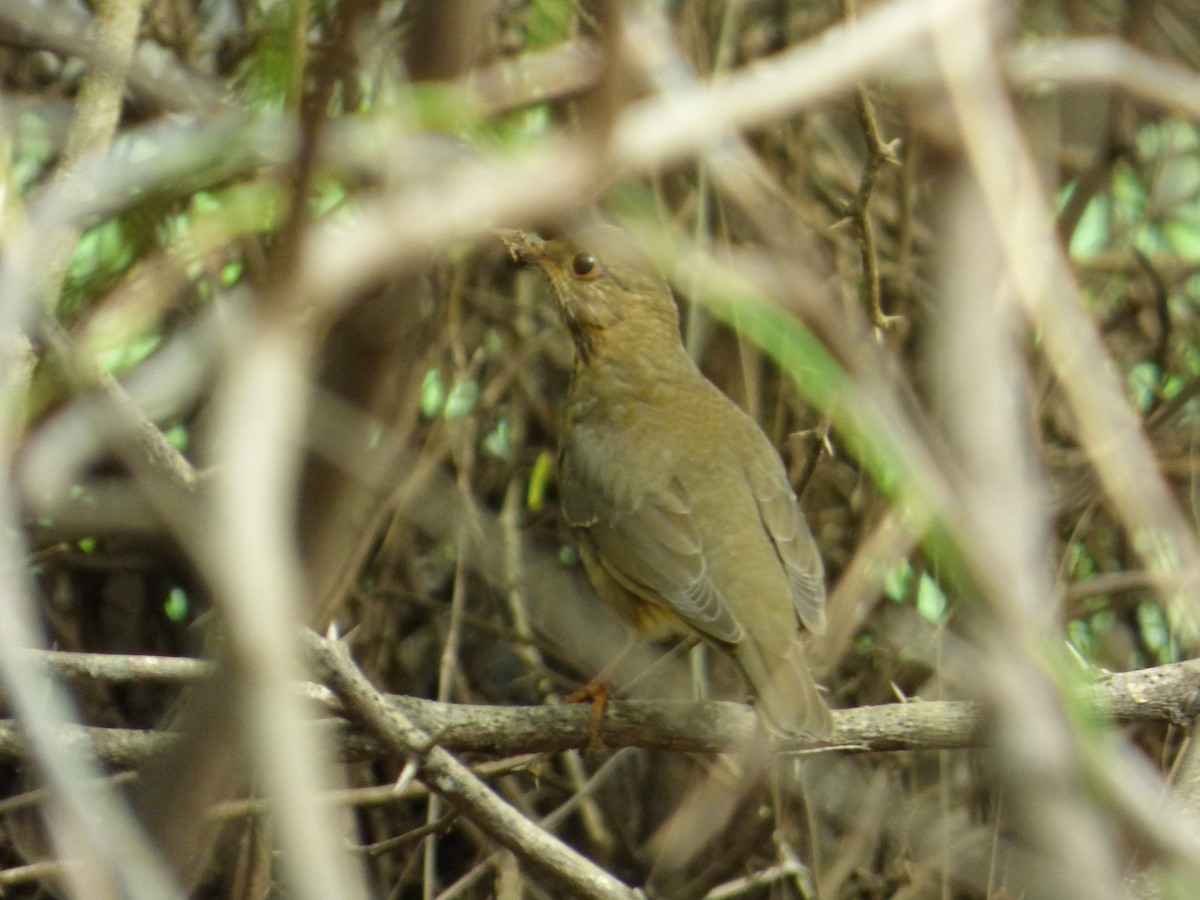 Tickell's Thrush - ML41532841