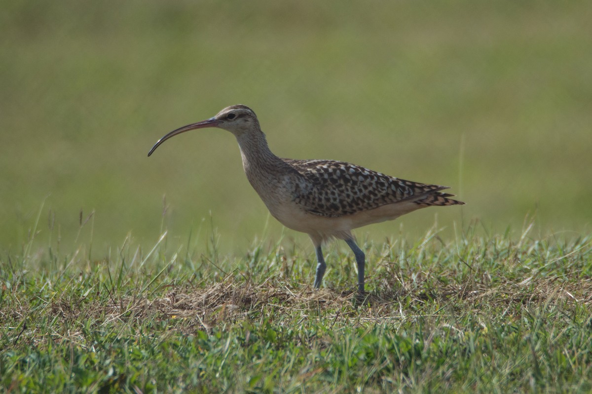 Bristle-thighed Curlew - ML415328451
