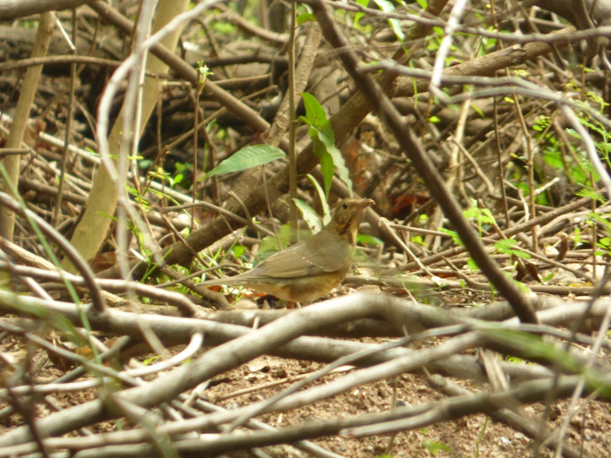 Tickell's Thrush - ML41532851