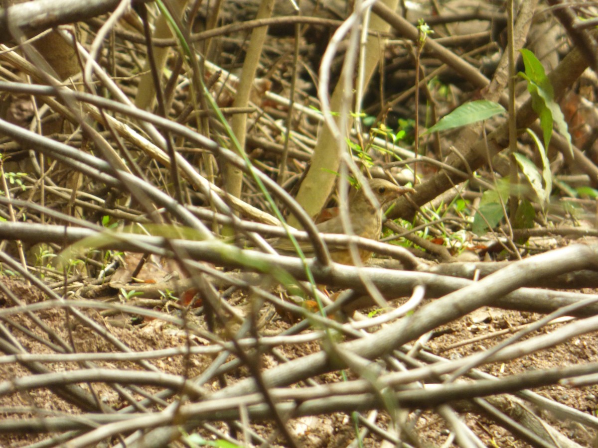 Tickell's Thrush - ML41532861