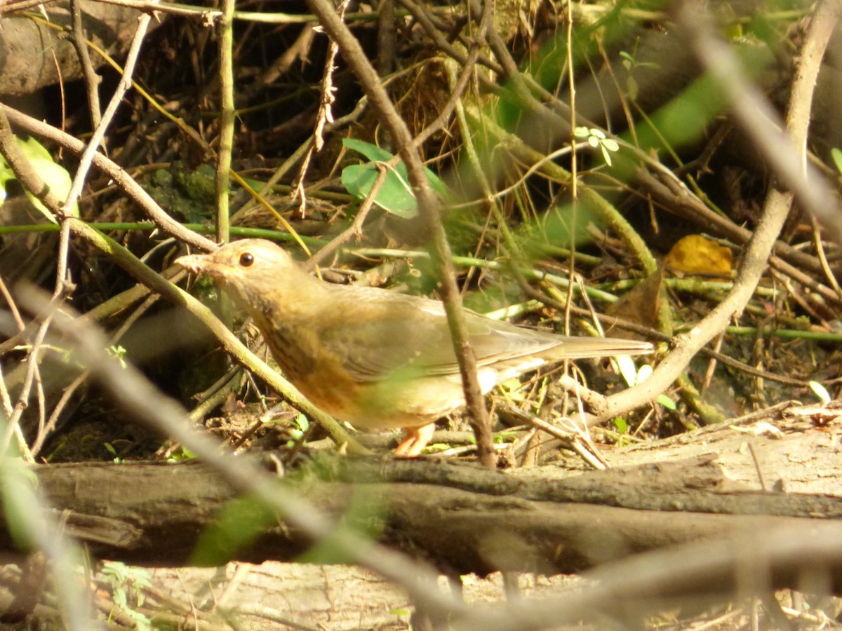 Tickell's Thrush - ML41532891
