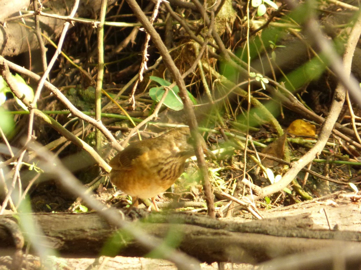 Tickell's Thrush - ML41532901
