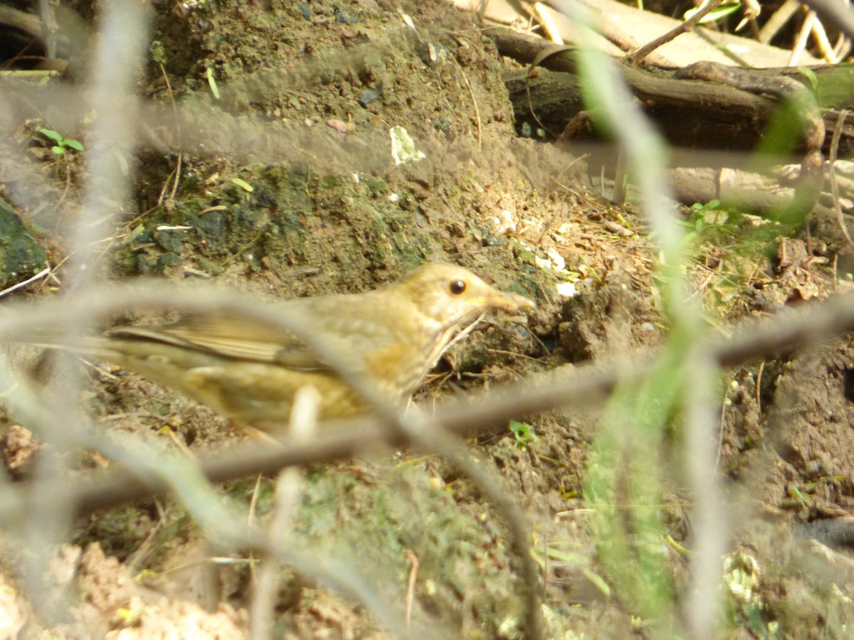 Tickell's Thrush - ML41532911