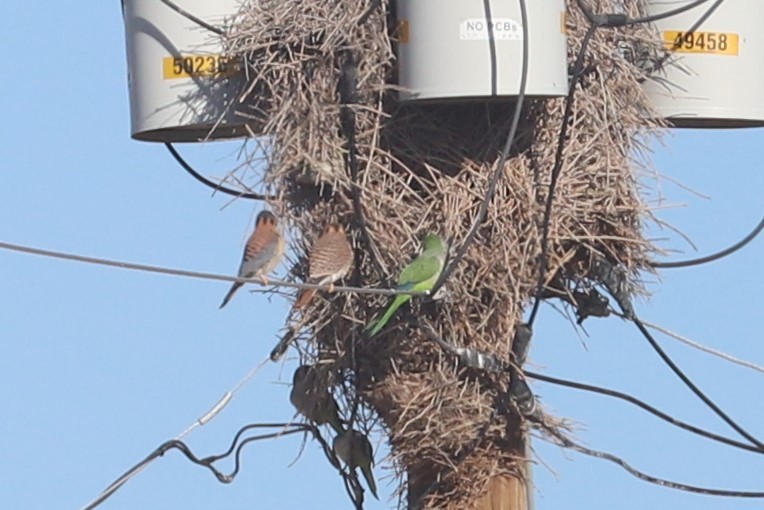 Monk Parakeet - ML415329491