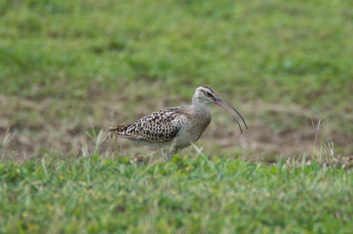Bristle-thighed Curlew - ML415331031