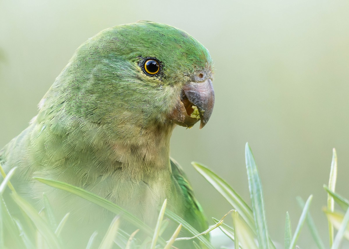 キンショウジョウインコ - ML415331961