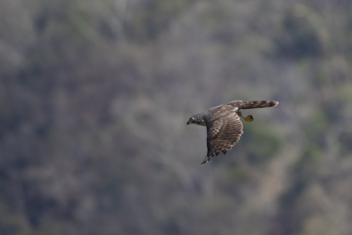 Crested Goshawk - ML415333651