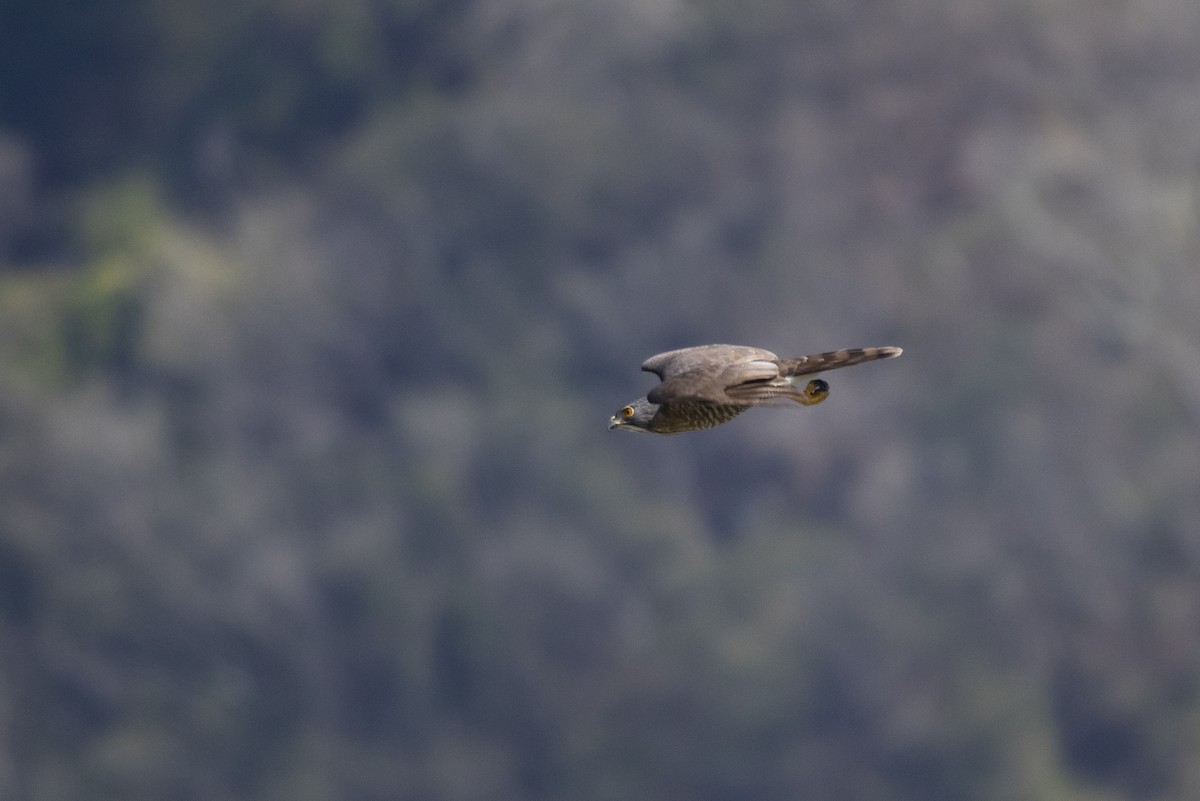 Crested Goshawk - 任謙 黃