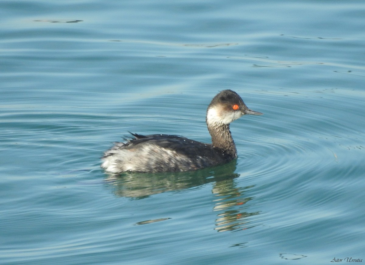 Eared Grebe - Aitor Urrutia