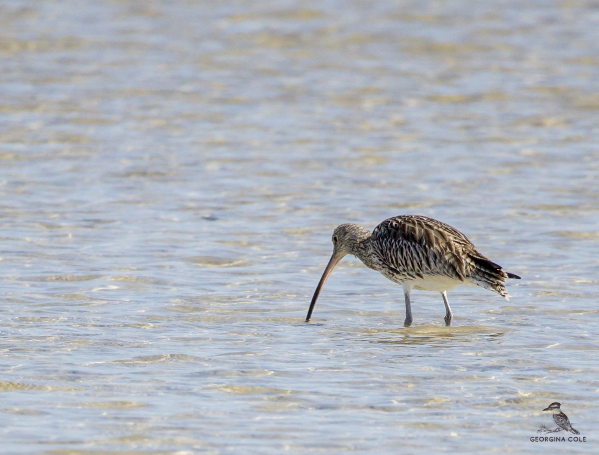 Eurasian Curlew - Georgina Cole