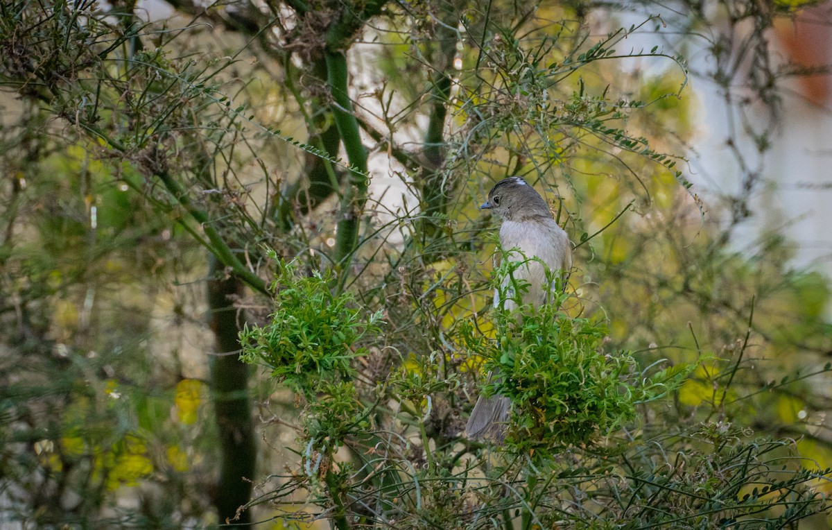 White-crested Elaenia - ML415335671