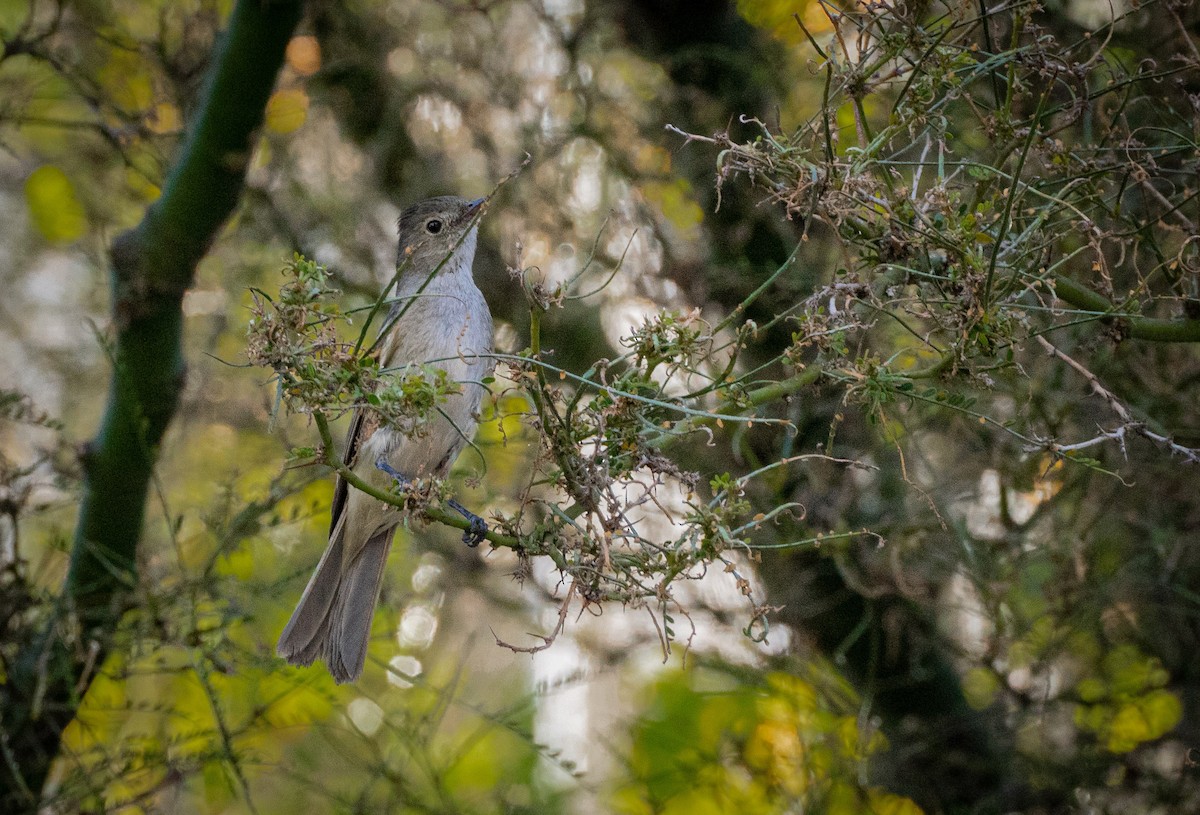 White-crested Elaenia - ML415335691