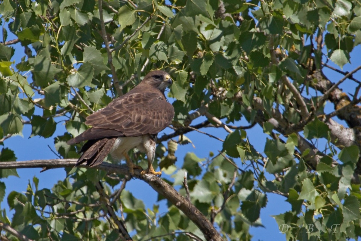 Swainson's Hawk - ML41533571