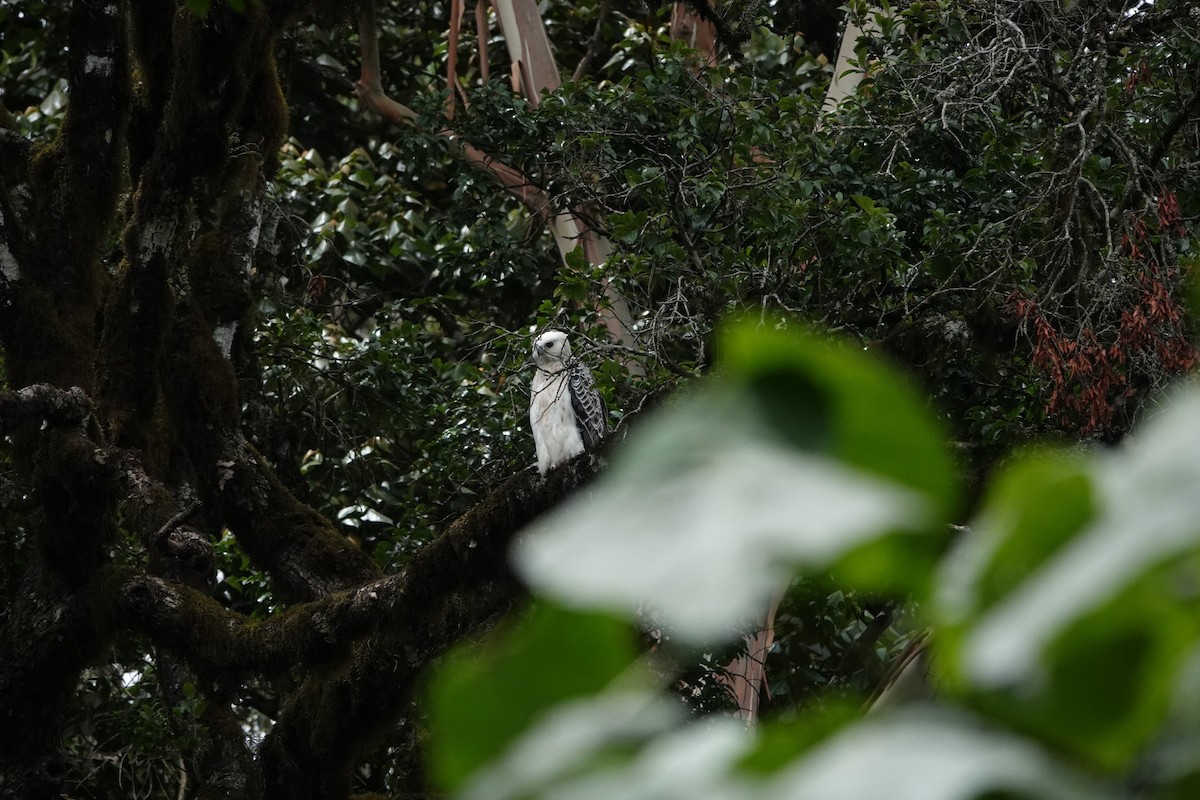 Crowned Eagle - ML415336501