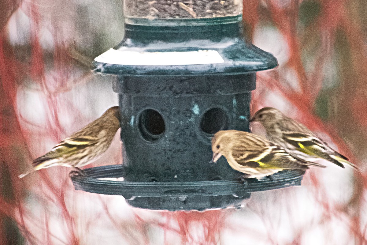 Pine Siskin - ML415336661