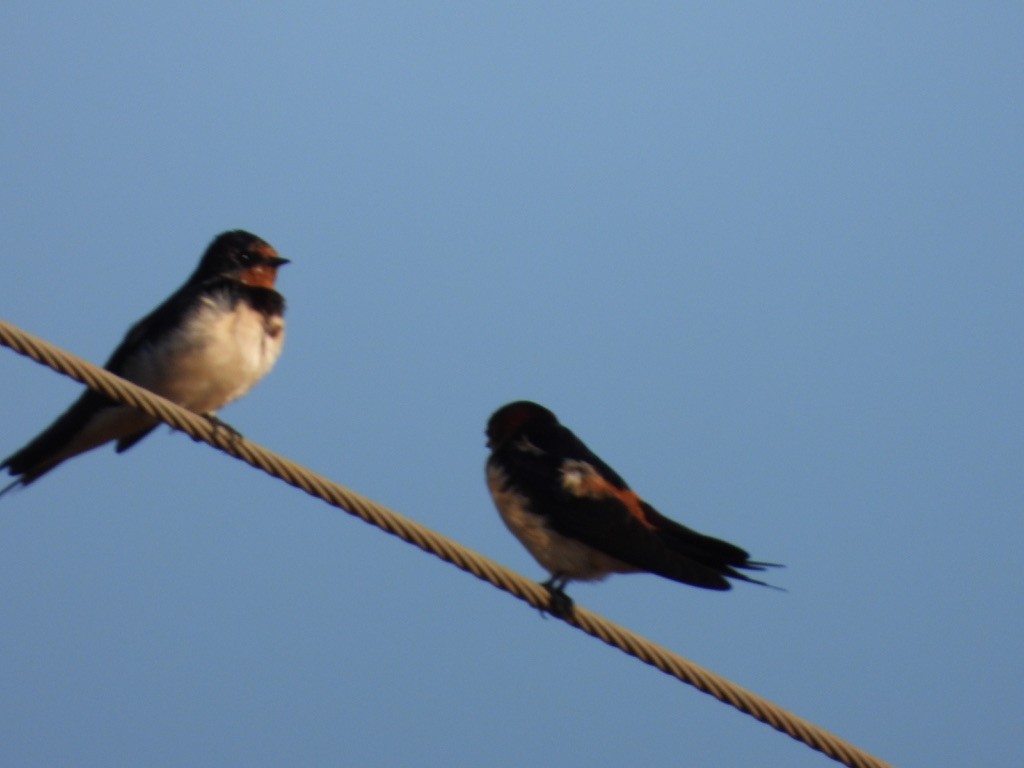 Barn Swallow - ML415338541