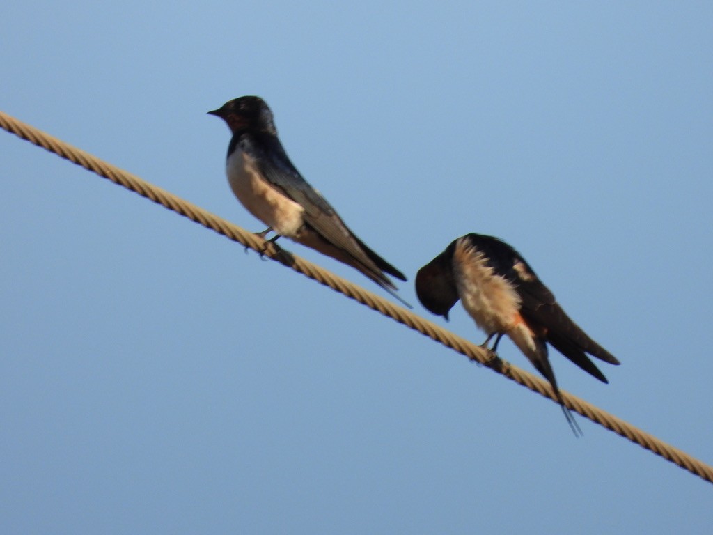 Barn Swallow - ML415338611