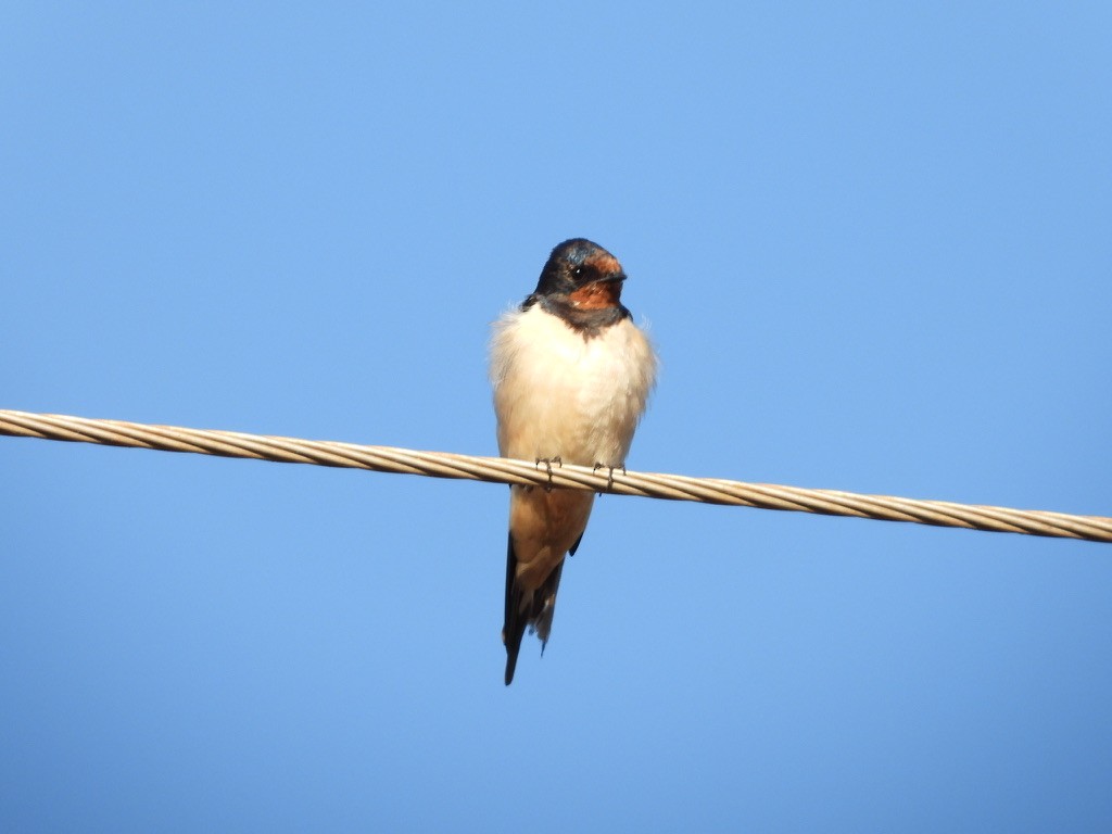 Barn Swallow - ML415339071