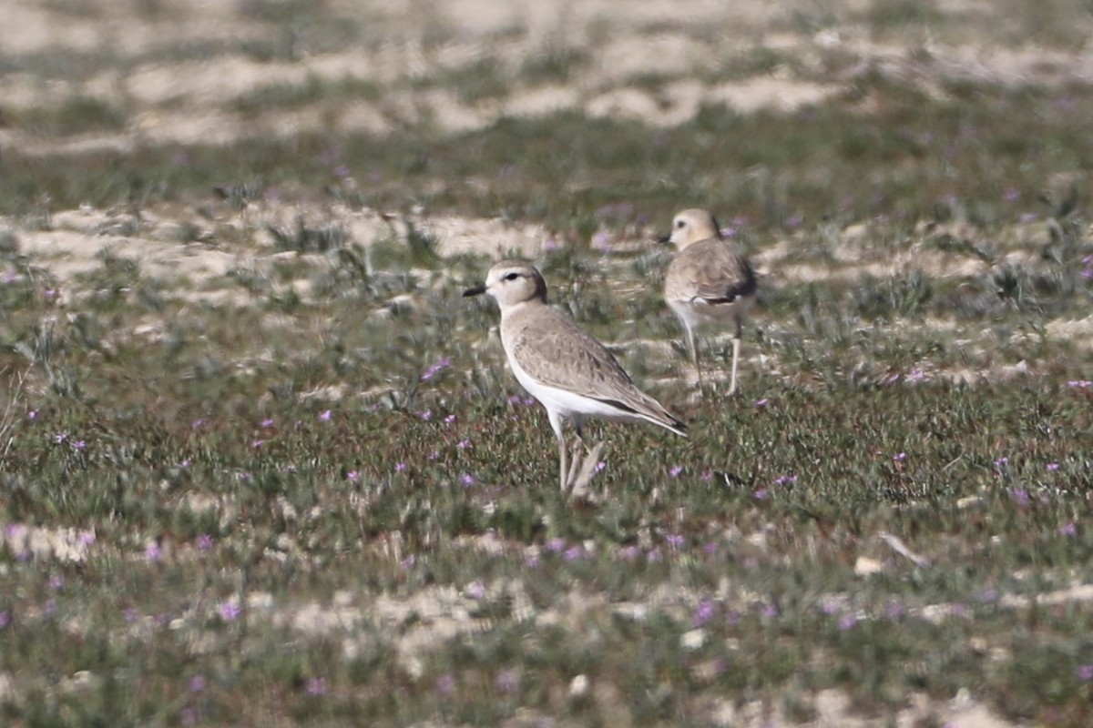 Chorlito Llanero - ML415340031