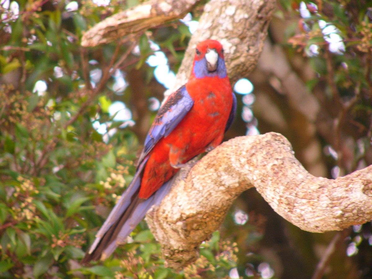 Crimson Rosella - ML415340041