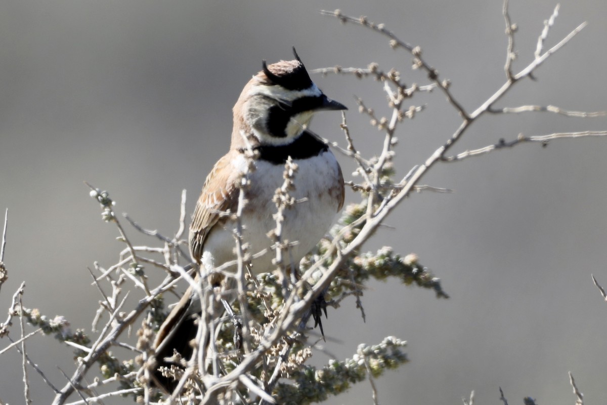 Horned Lark - ML415340271